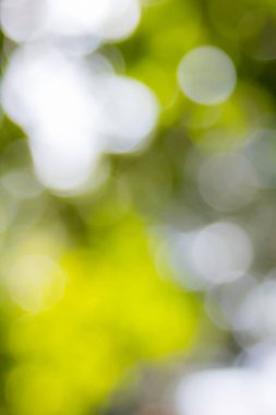 Özet doğal yeşil bokeh odak arkaplanı dışında