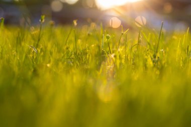 Doğanın soyut bokeh arkaplanını sil