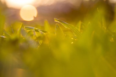 Doğanın soyut bokeh arkaplanını sil