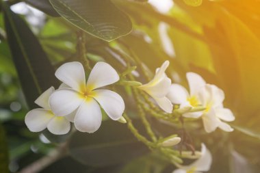 Ağaç zemininde Plumeria çiçeği