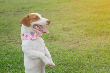 Jack Russel, yeşil çimlerin üzerinde oturuyor.
