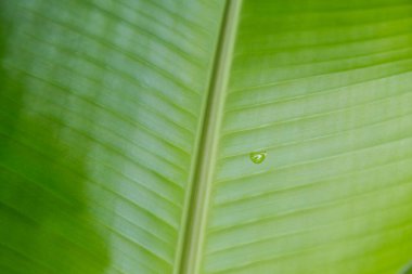 yeşil muz yaprağı dokusu arkaplanı