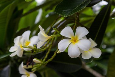 Ağaç zemininde Plumeria çiçeği