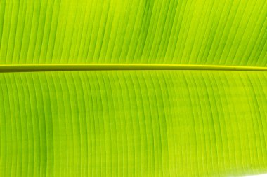 Yeşil Yaprak arkaplanından taze çekilmiş arka fonun dokusu