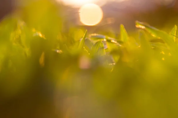 Defocus Natura Fundal Abstract Bokeh — Fotografie, imagine de stoc