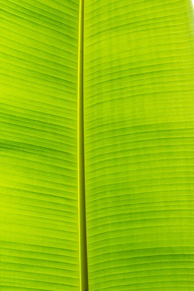 緑の葉の背景から生えるバックライトの質感 — ストック写真