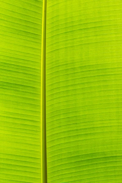 Textuur Achtergrond Van Achtergrondverlichting Vers Uit Groen Blad Achtergrond — Stockfoto