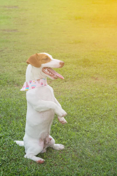 Jack Russel, yeşil çimlerin üzerinde oturuyor.
