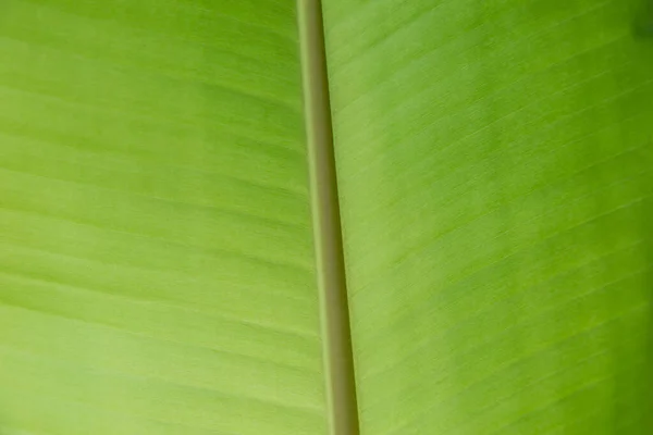 绿色香蕉叶纹理背景 — 图库照片