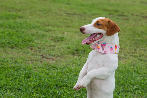 Jack Russel Dog Sitting Green Grass Background — Stock Photo, Image