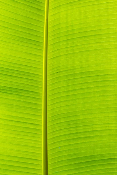 緑の葉の背景から生えるバックライトの質感 — ストック写真