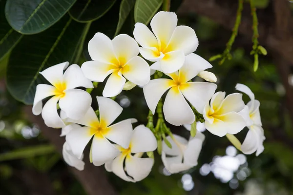 Plumeria Blumen Auf Dem Baum Hintergrund — Stockfoto