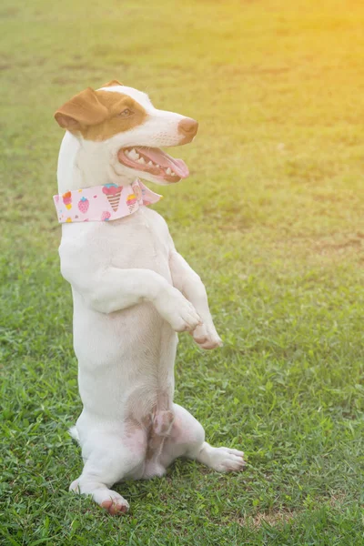 Jack Russel Cão Sentado Fundo Grama Verde — Fotografia de Stock