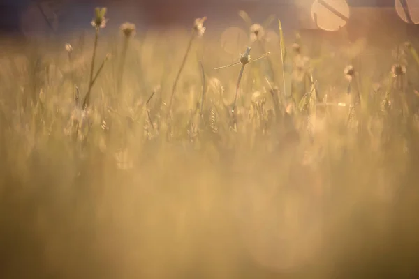 Doğanın Soyut Bokeh Arkaplanını Sil — Stok fotoğraf