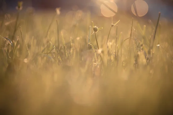 Doğanın Soyut Bokeh Arkaplanını Sil — Stok fotoğraf