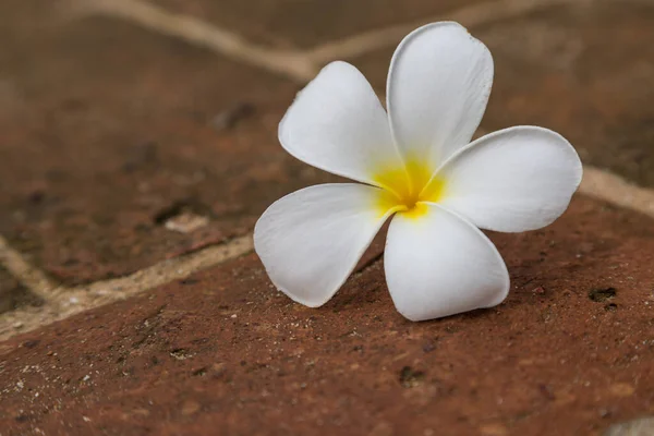 Plumeria Tijolos Vermelhos Fundo Chão — Fotografia de Stock