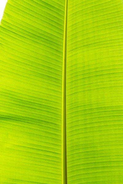 Texture Background Backlight Fresh Green Leaf Background — Stock Photo, Image