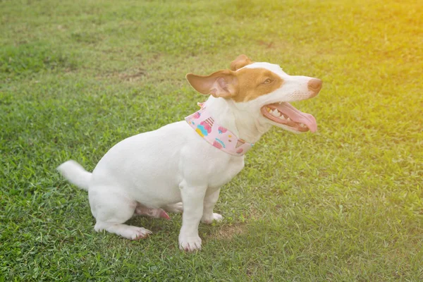 Jack Russel Dog Sitting Green Grass Background — Stock Photo, Image