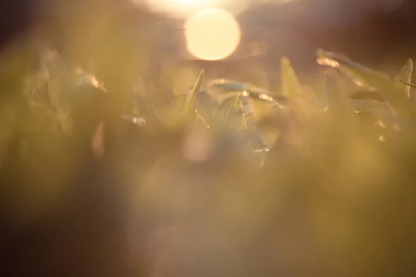 Doğanın Soyut Bokeh Arkaplanını Sil — Stok fotoğraf