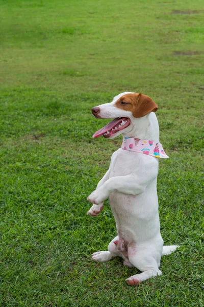 Jack Russel Chien Assis Sur Fond Herbe Verte — Photo