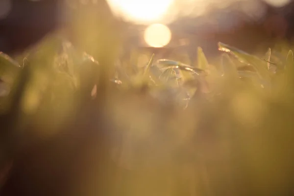 Doğanın Soyut Bokeh Arkaplanını Sil — Stok fotoğraf