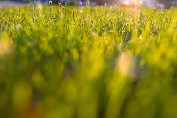 Defocus Natura Abstrakcyjny Bokeh Tło — Zdjęcie stockowe