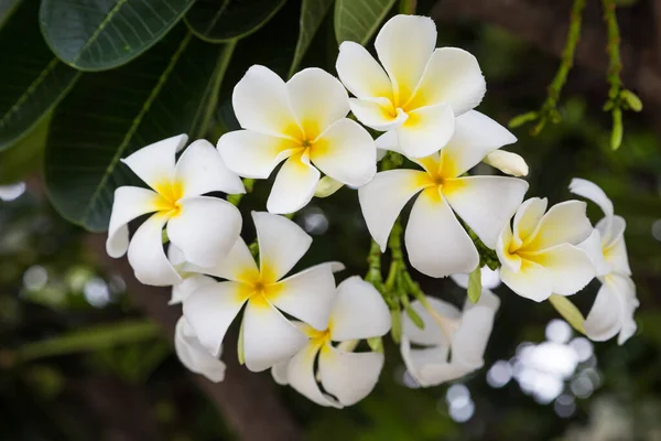 Plumeria Blumen Auf Dem Baum Hintergrund — Stockfoto