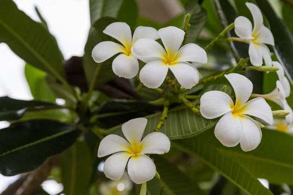 Plumeria Blumen Auf Dem Baum Hintergrund — Stockfoto