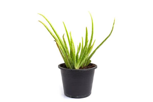 Aloe Vera Pot White Background — Stock Photo, Image