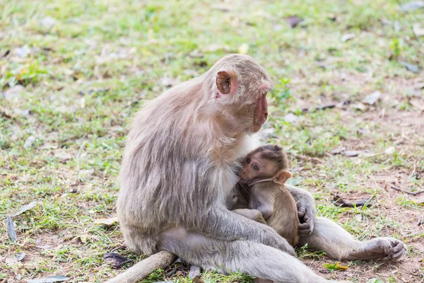 Bébé Singe Suce Lait Mère Sur Pelouse — Photo