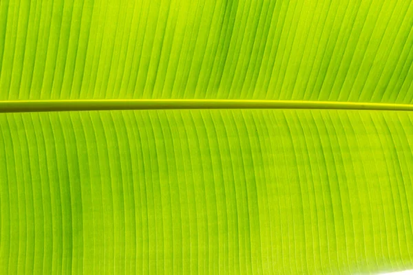 Yeşil Yaprak arkaplanından taze çekilmiş arka fonun dokusu