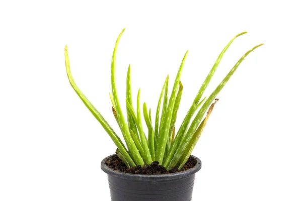Aloe Vera Pot White Background — Stock Photo, Image