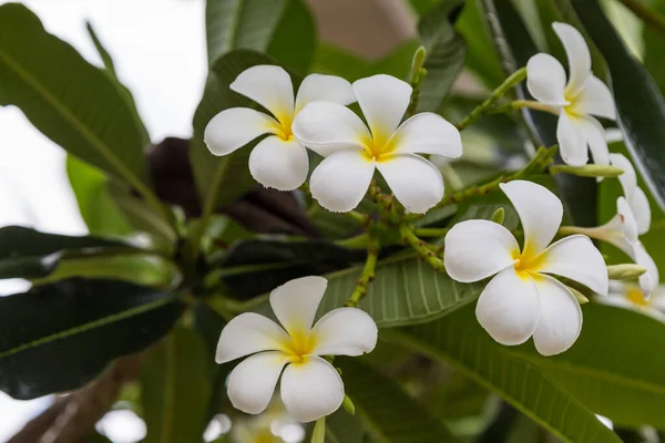 Plumeria Bloemen Achtergrond Van Boom — Stockfoto