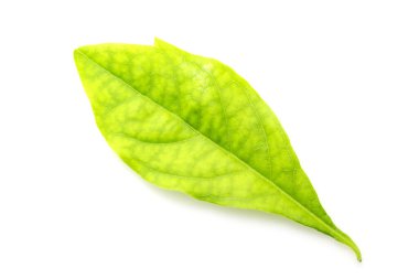 beyaz arkaplanda yeşil yapraklar izole