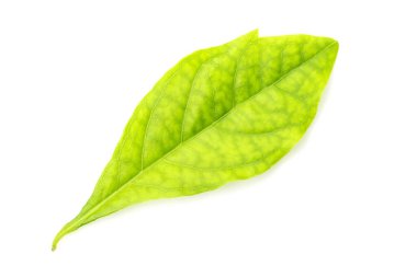 beyaz arkaplanda yeşil yapraklar izole