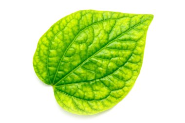 Yeşil yaprak dokusu beyaz arka planda yalıtılmış