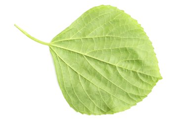 beyaz arkaplanda yeşil yapraklar izole