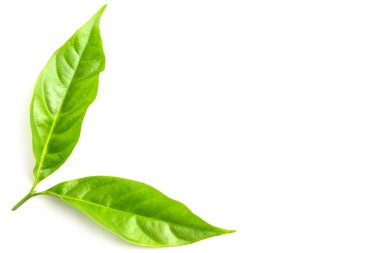 Beyaz arkaplanda yeşil yaprak izole edildi