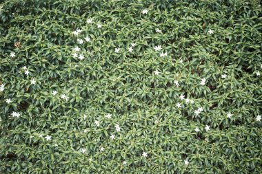 Arkaplan için doğal yeşil yaprak dokusu kullanımı