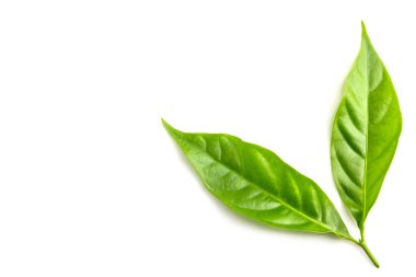 Beyaz arkaplanda yeşil yaprak izole edildi