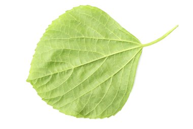 beyaz arkaplanda yeşil yapraklar izole