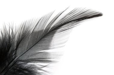 Beyaz arkaplanda izole edilmiş siyah tüyü kapat