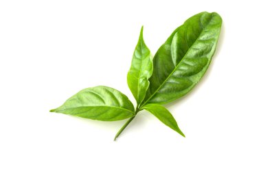 Beyaz arkaplanda yeşil yaprak izole edildi
