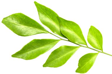 beyaz arkaplanda yeşil yapraklar izole