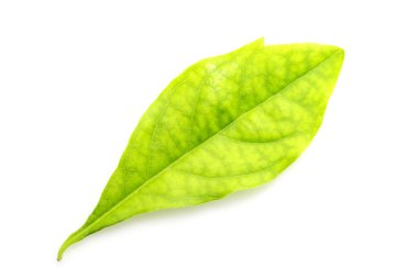 beyaz arkaplanda yeşil yapraklar izole