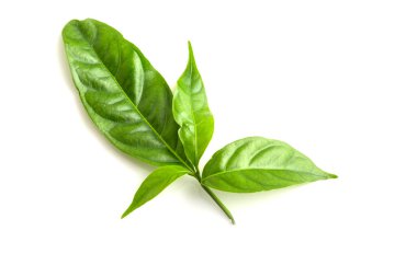 Beyaz arkaplanda yeşil yaprak izole edildi