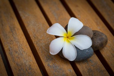 Ahşap zemininde nehir taşı olan Beyaz Plumeria çiçeği