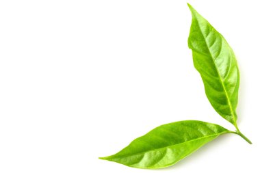 Beyaz arkaplanda yeşil yaprak izole edildi