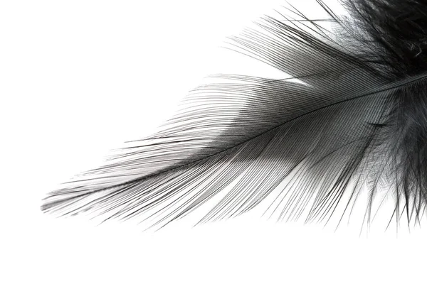 Close Black Feather Isolated White Background — Stock Photo, Image