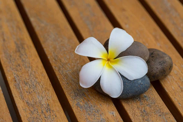 White Plumeria flower with river stone on wood background